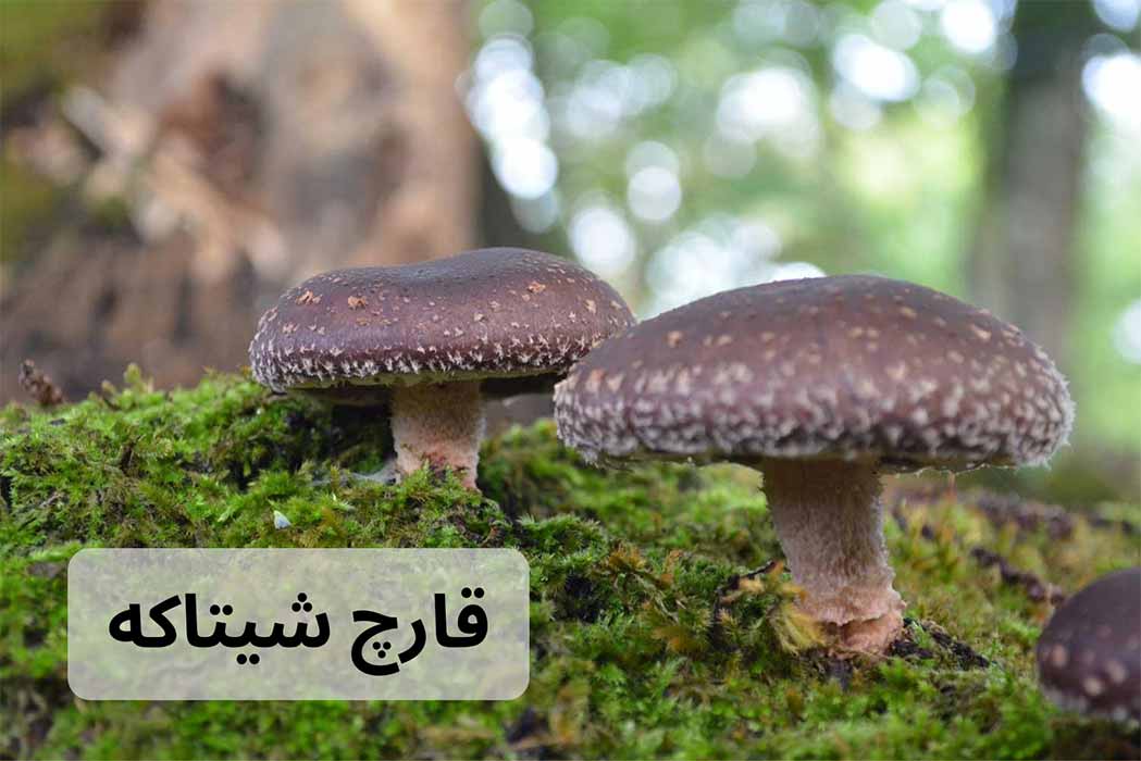 قارچ شیتاکه