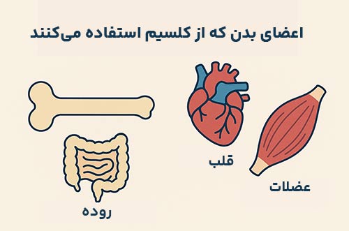 اعضای بدن که از کلسیم استفاده میکنند