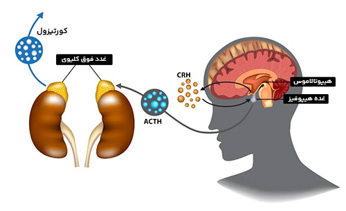 چگونه کورتیزول در بدن ایجاد میشود
